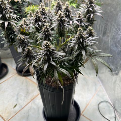 Somango 47 THC Foto growlog timeline photo
