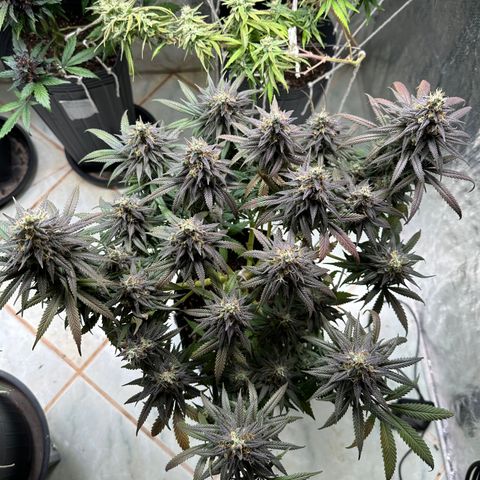 Somango 47 THC Foto growlog timeline photo