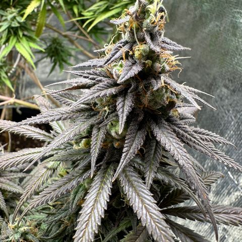 Somango 47 THC Foto growlog timeline photo