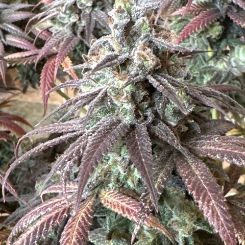 Somango 47 THC Foto growlog timeline photo