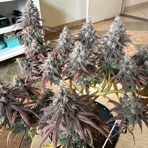 Somango 47 THC Foto growlog timeline photo