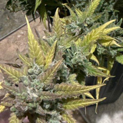 Somango 47 THC Foto growlog timeline photo