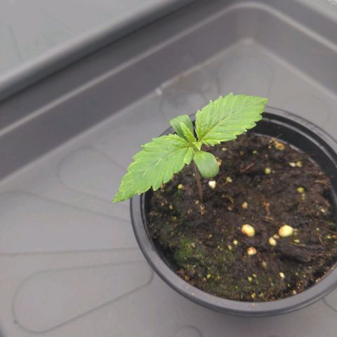 Rosanne 2 growlog timeline photo