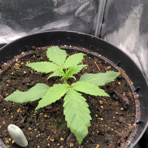 Rosanne 2 growlog timeline photo