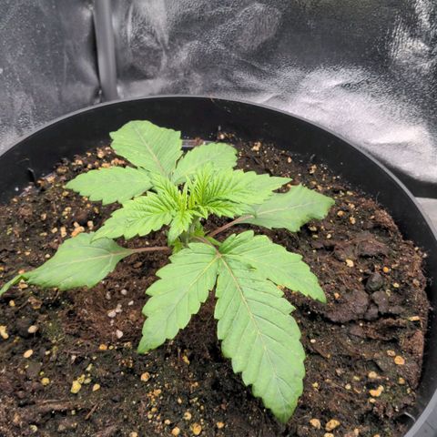 Rosanne 2 growlog timeline photo