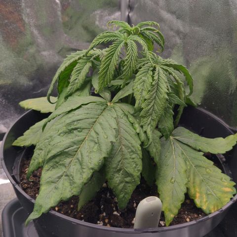 Rosanne 2 growlog timeline photo