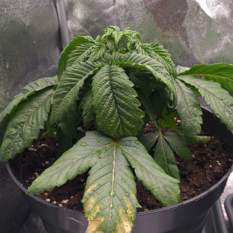 Rosanne 2 growlog timeline photo