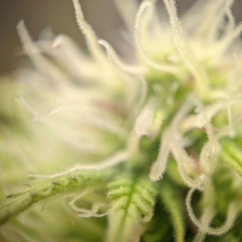 Rosanne 2 growlog timeline photo