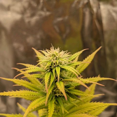 Rosanne 2 growlog timeline photo