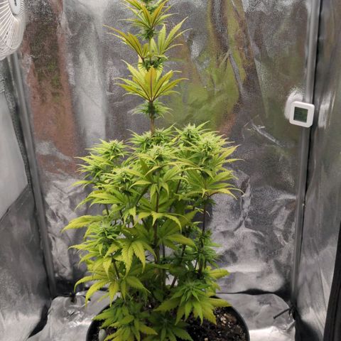 Rosanne 2 growlog timeline photo