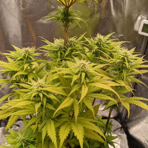 Rosanne 2 growlog timeline photo