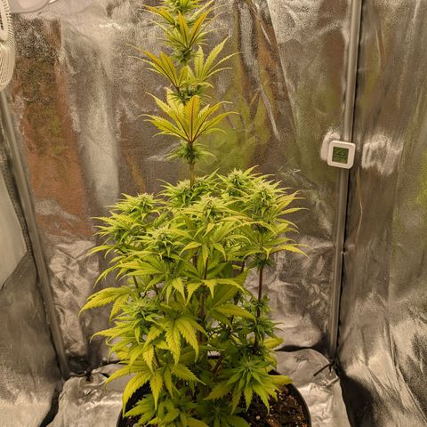 Rosanne 2 growlog timeline photo
