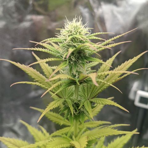 Rosanne 2 growlog timeline photo
