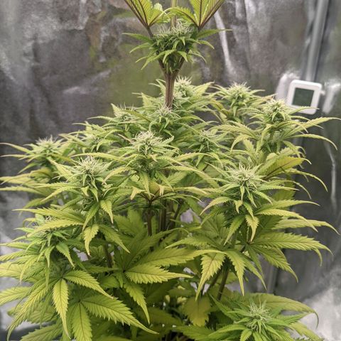 Rosanne 2 growlog timeline photo