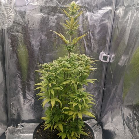 Rosanne 2 growlog timeline photo