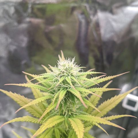 Rosanne 2 growlog timeline photo