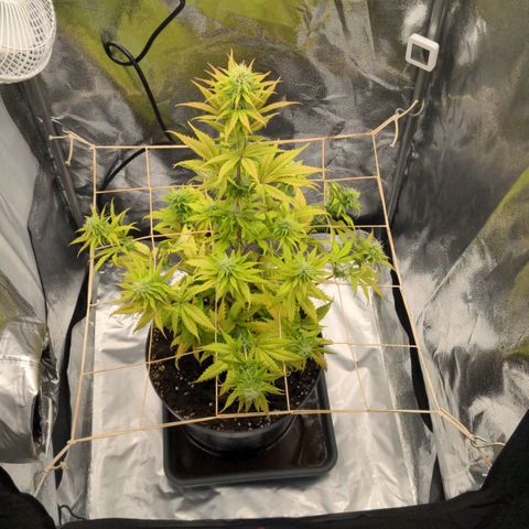 Rosanne 2 growlog timeline photo