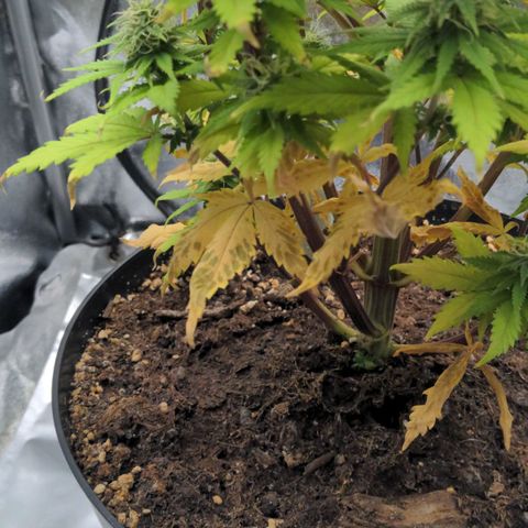 Rosanne 2 growlog timeline photo