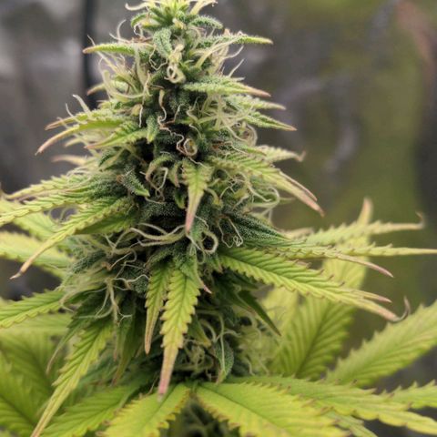 Rosanne 2 growlog timeline photo