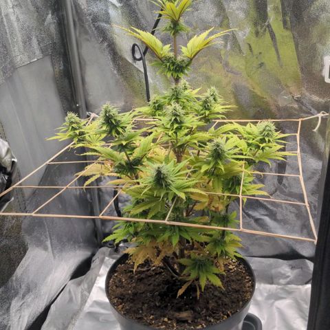 Rosanne 2 growlog timeline photo