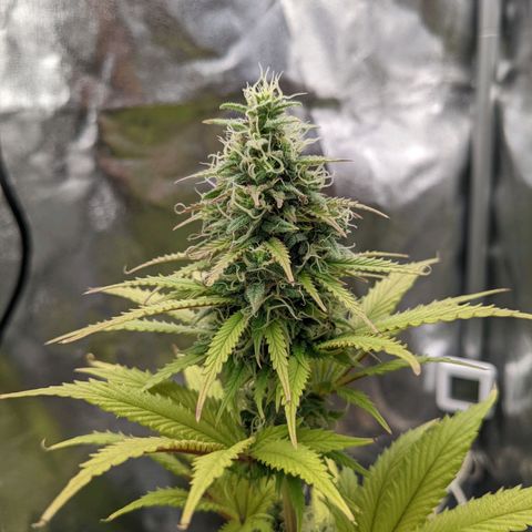 Rosanne 2 growlog timeline photo