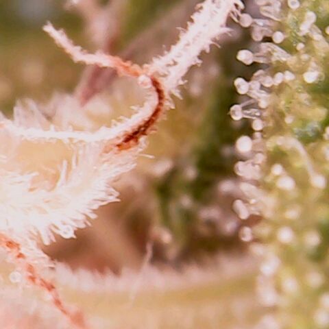 Rosanne 2 growlog timeline photo