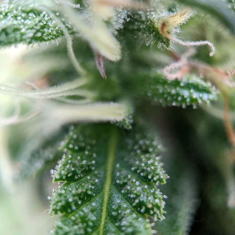 Rosanne 2 growlog timeline photo