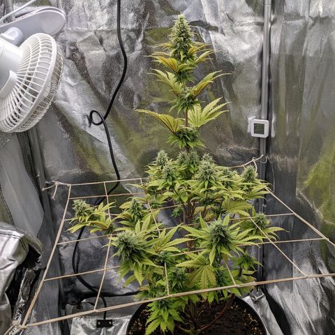 Rosanne 2 growlog timeline photo