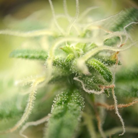 Rosanne 2 growlog timeline photo