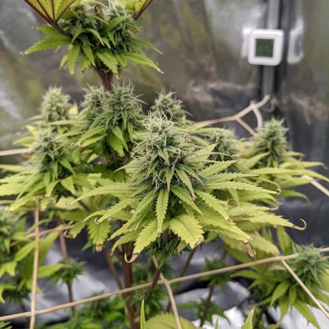 Rosanne 2 growlog timeline photo