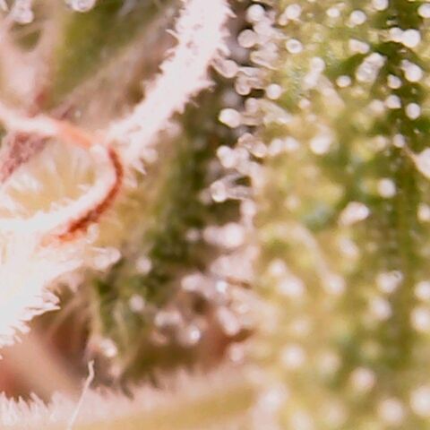 Rosanne 2 growlog timeline photo