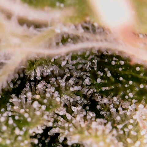 Rosanne 2 growlog timeline photo