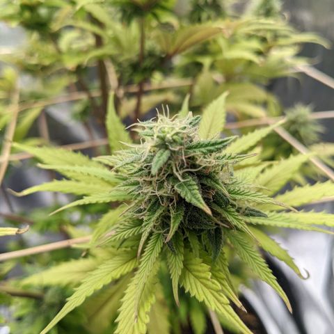 Rosanne 2 growlog timeline photo