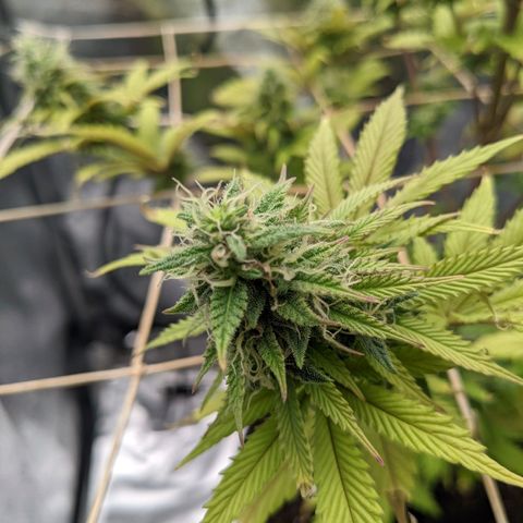 Rosanne 2 growlog timeline photo