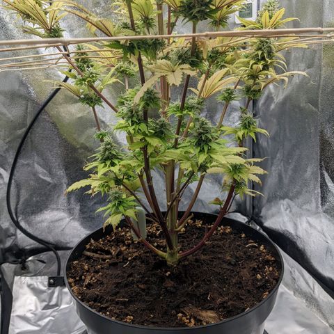 Rosanne 2 growlog timeline photo