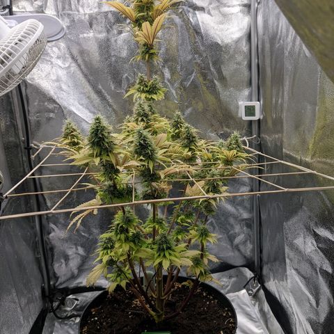 Rosanne 2 growlog timeline photo