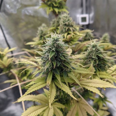 Rosanne 2 growlog timeline photo
