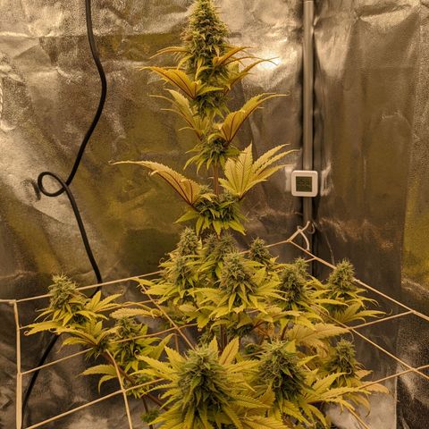 Rosanne 2 growlog timeline photo