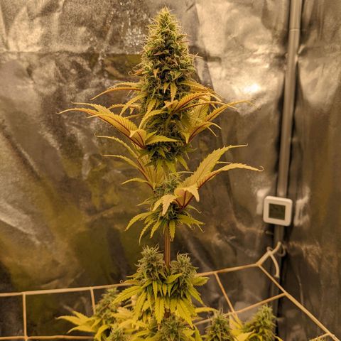 Rosanne 2 growlog timeline photo