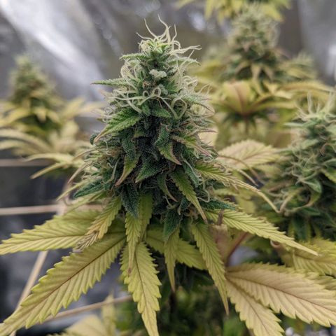 Rosanne 2 growlog timeline photo