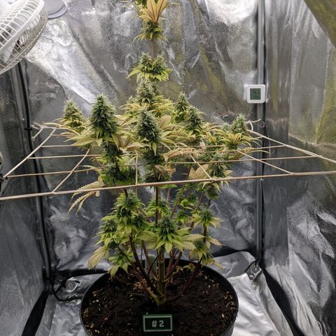 Rosanne 2 growlog timeline photo