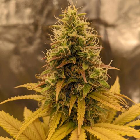 Rosanne 2 growlog timeline photo