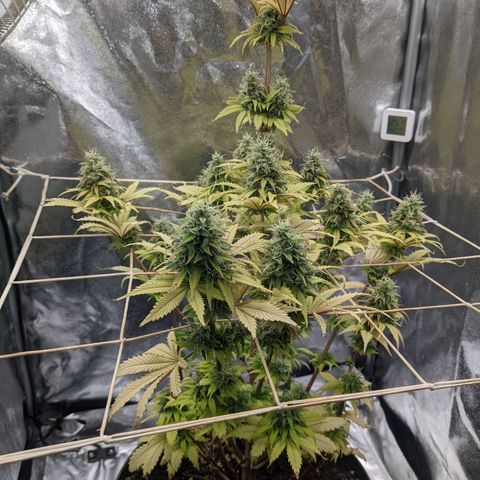 Rosanne 2 growlog timeline photo