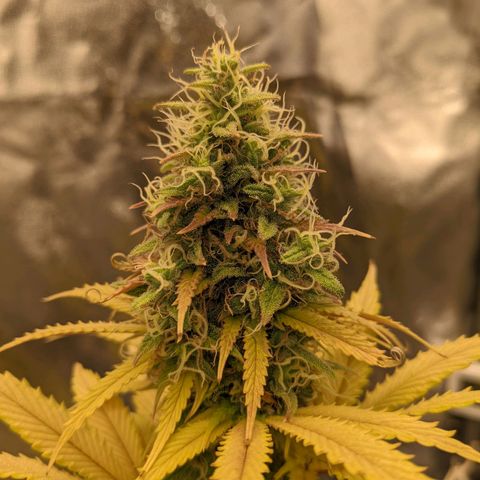 Rosanne 2 growlog timeline photo