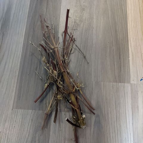 Rosanne 2 growlog timeline photo