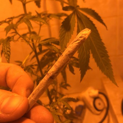 La warrior growlog timeline photo