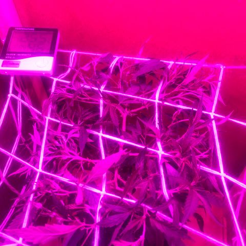 La warrior growlog timeline photo