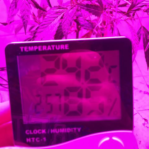 La warrior growlog timeline photo
