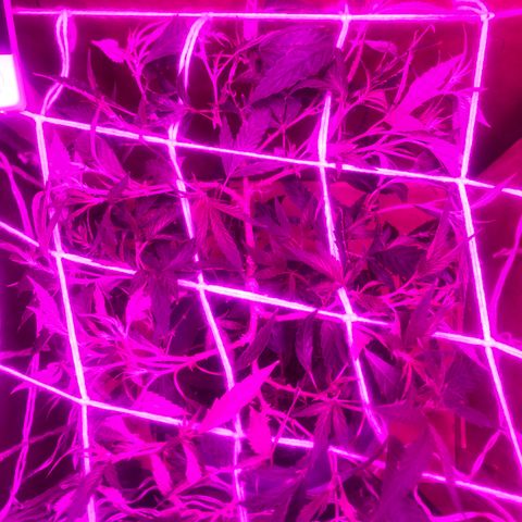 La warrior growlog timeline photo