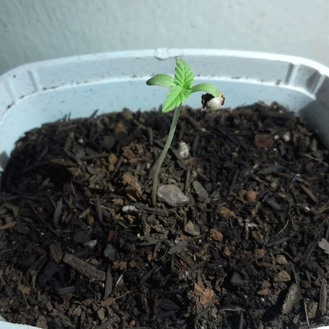 Maçã growlog timeline photo